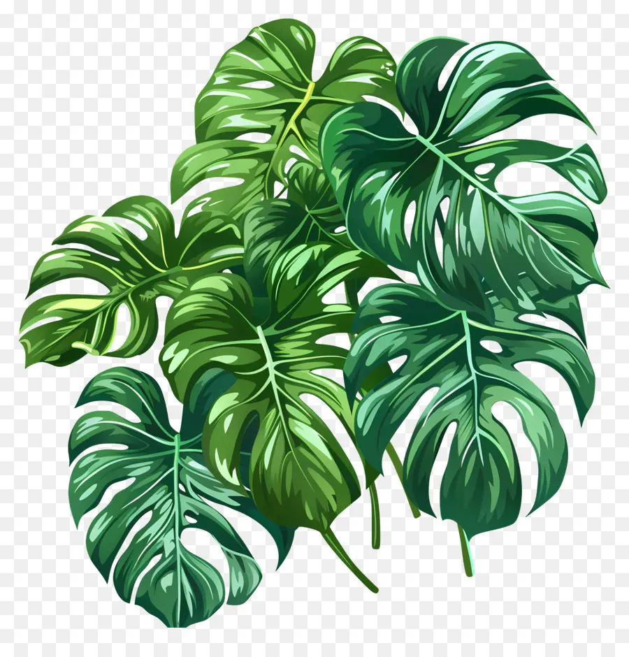 Daun Monstera，Daun PNG