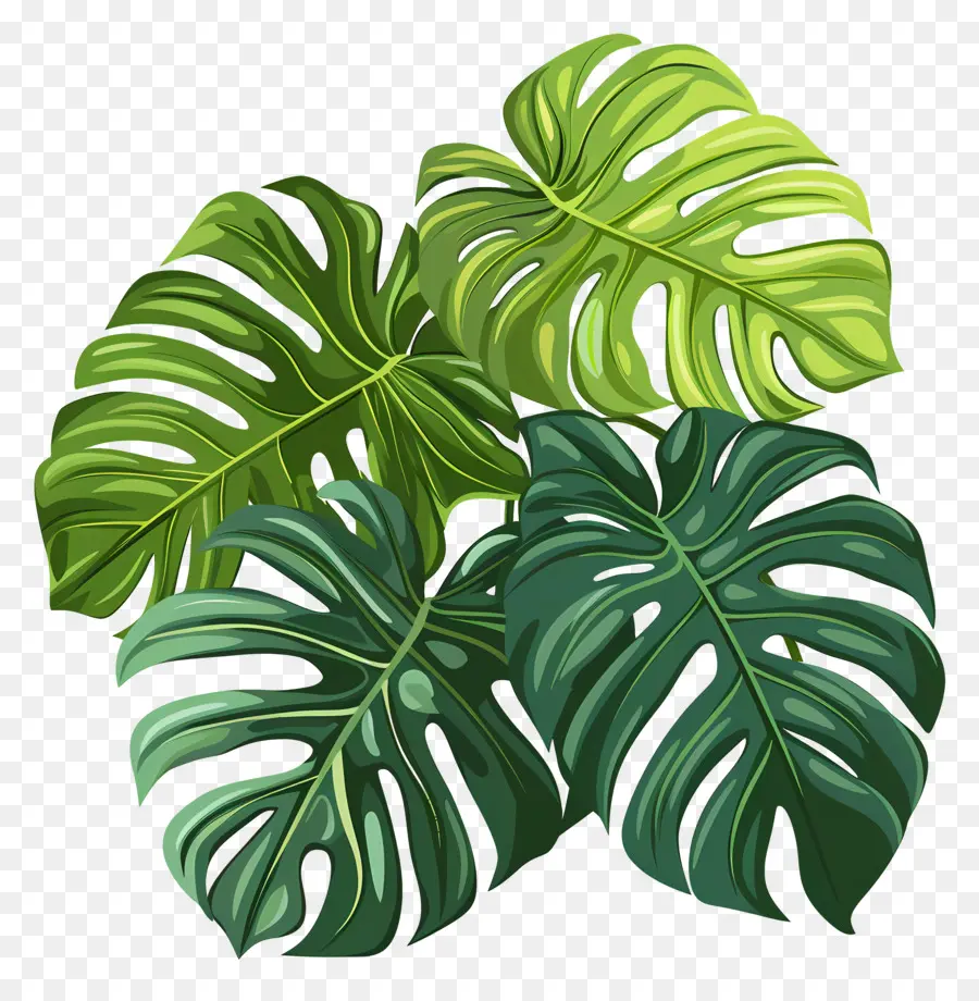 Daun Monstera，Hijau Daun PNG