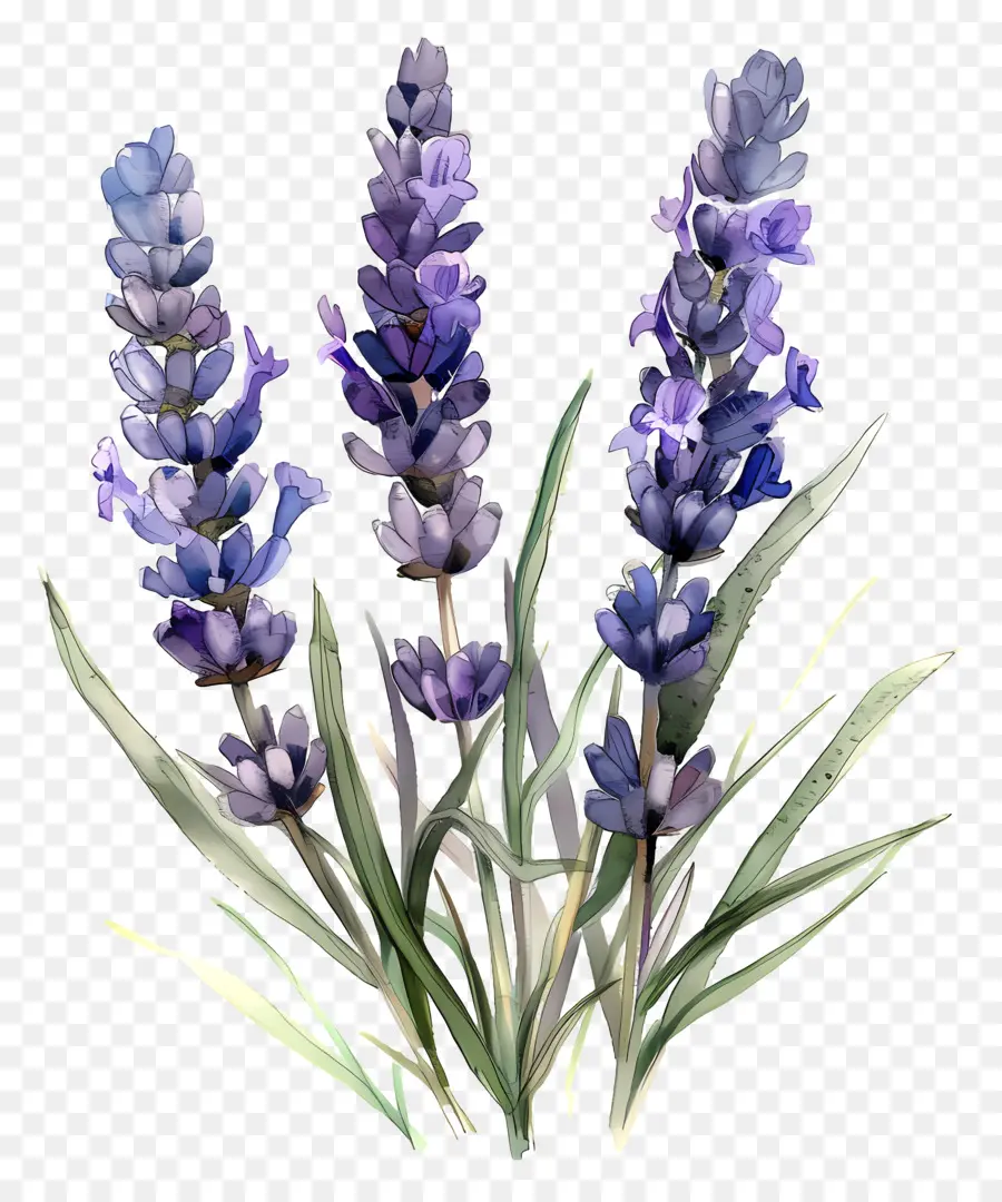 Lavender Inggris，Lavender Ungu PNG