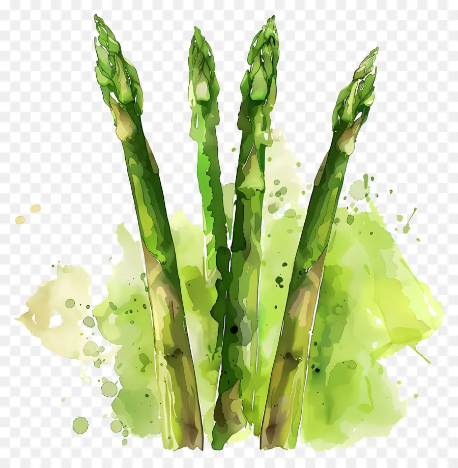 Asparagus，Hijau PNG