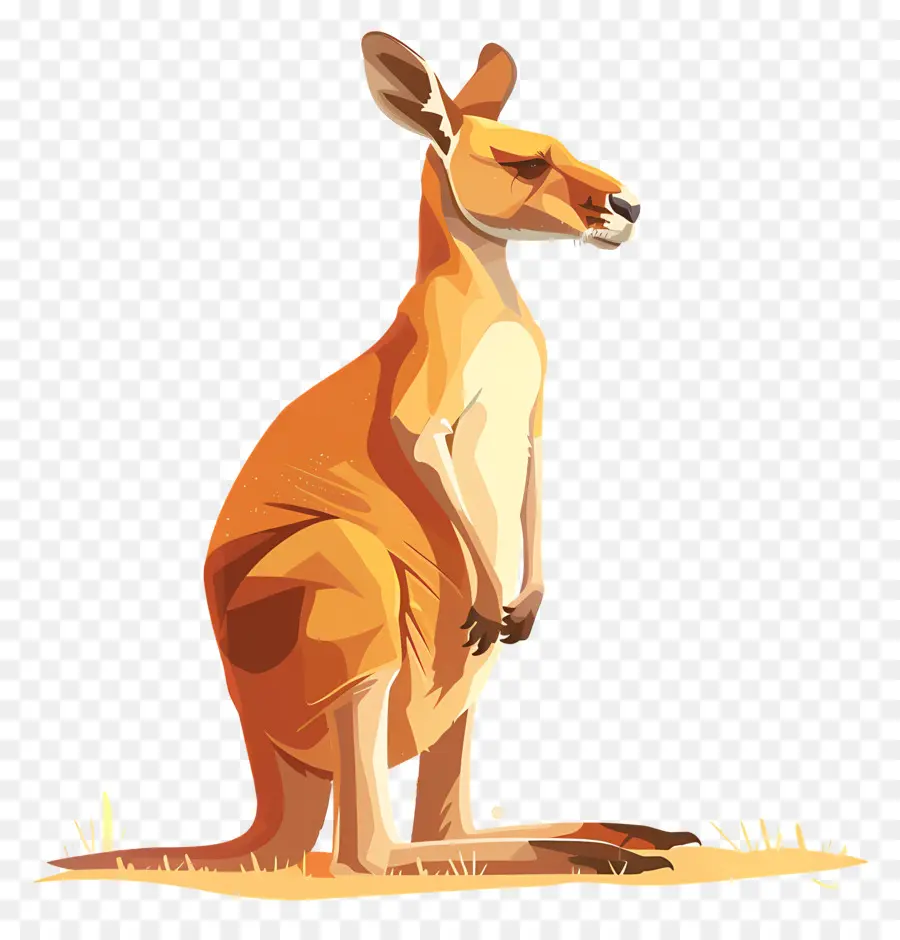 Kanguru，Satwa Liar Australia PNG