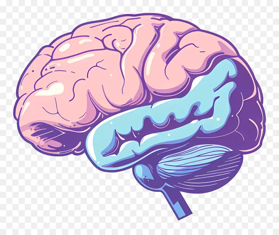 Otak，Otak Manusia PNG