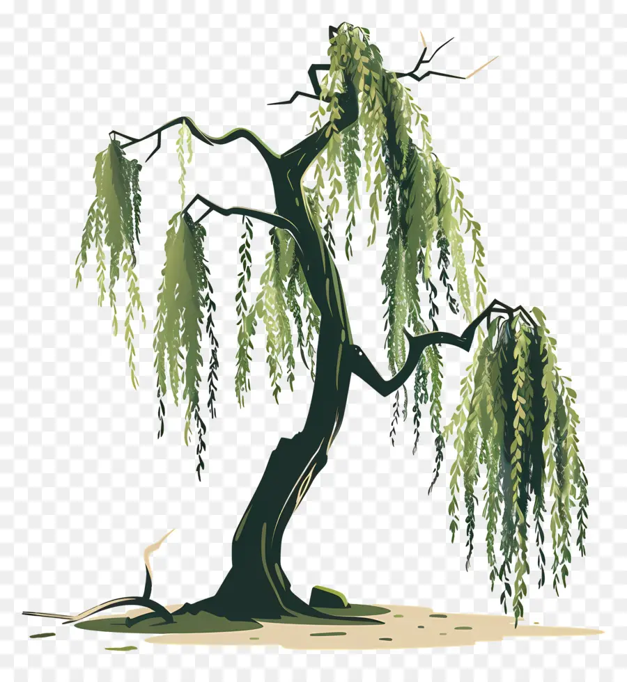 Willow Menangis，Ilustrasi Pohon Willow PNG