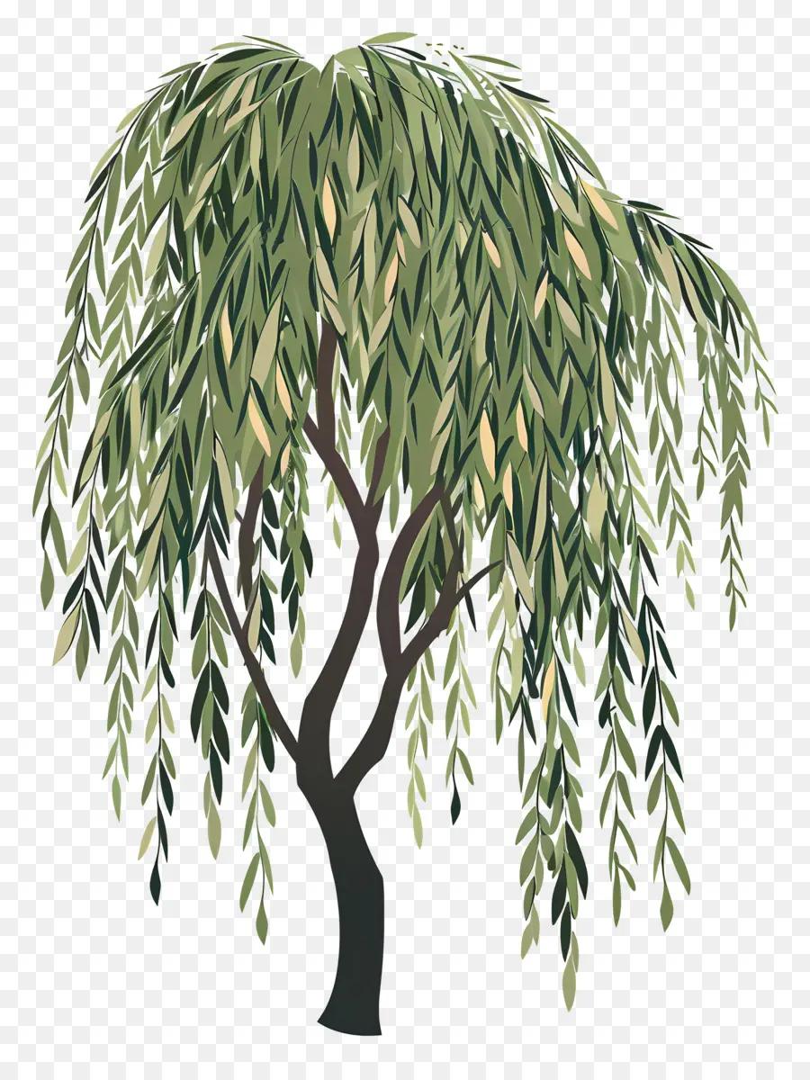 Menangis Pohon Willow，Pohon Willow PNG