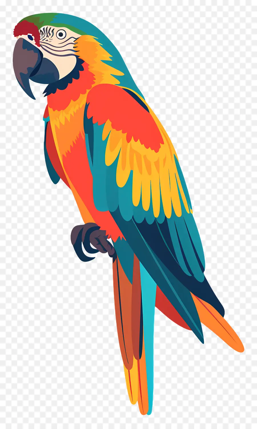 Macaw，Burung Beo PNG