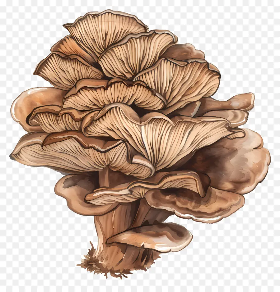 Jamur Maitake，Jamur PNG