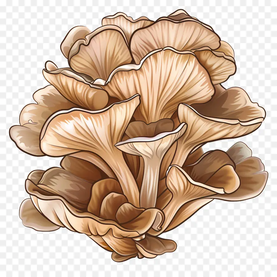 Jamur Maitake，Jamur PNG