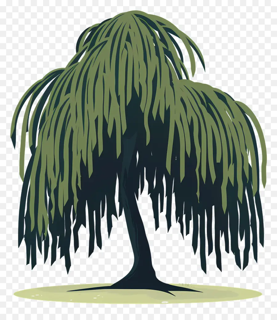 Willow Menangis，Menangis Pohon Willow PNG