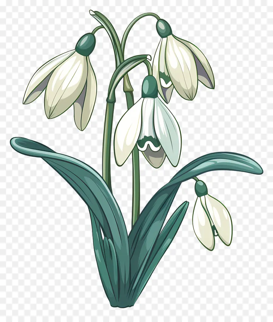 Bunga Snowdrop，Bunga Berbentuk Lonceng PNG