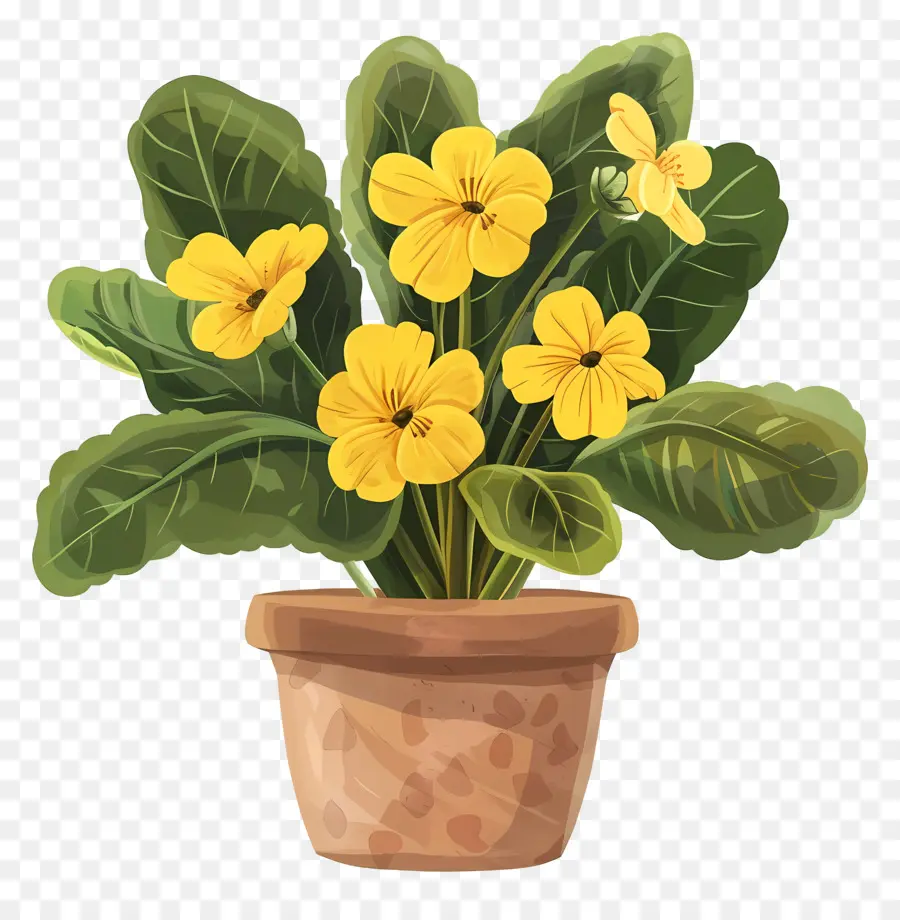 Primrose，Pot Tanaman PNG