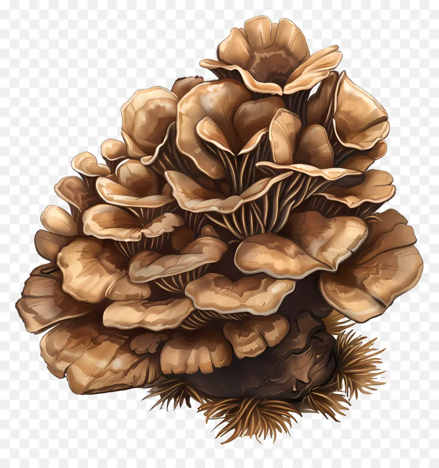 Jamur Maitake，Jamur PNG