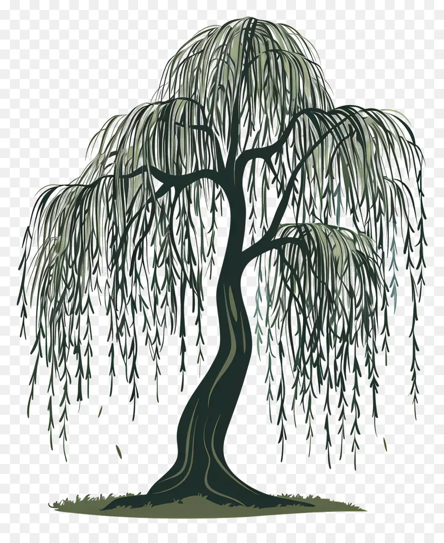 Willow Menangis，Pohon Willow PNG