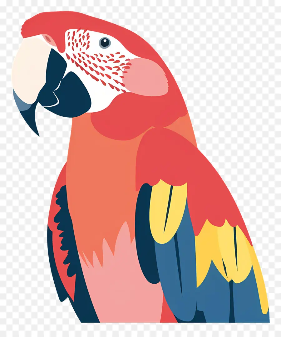 Macaw，Burung Beo PNG