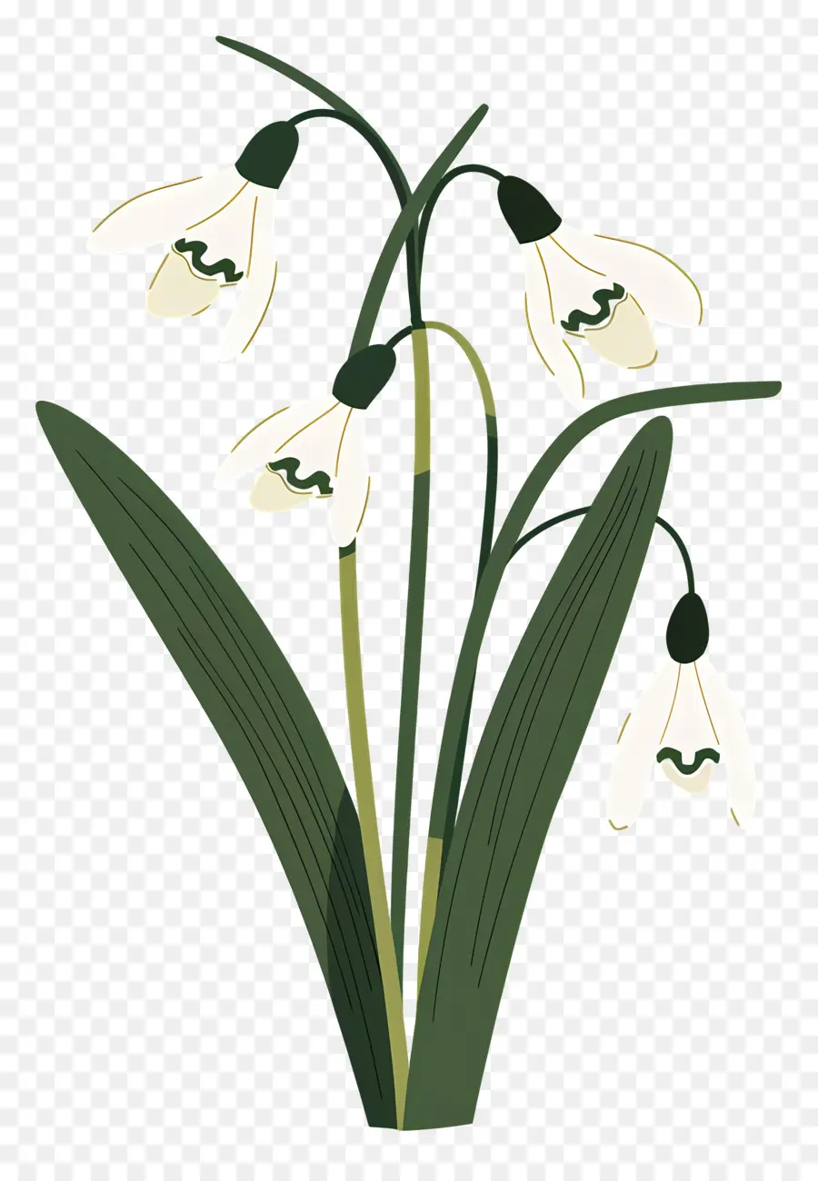 Bunga Snowdrop，Bunga Putih PNG