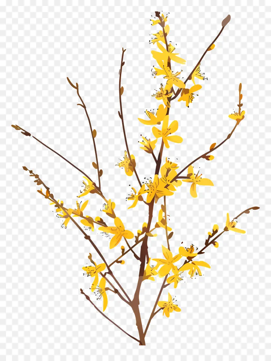 Forsythia，Bunga PNG