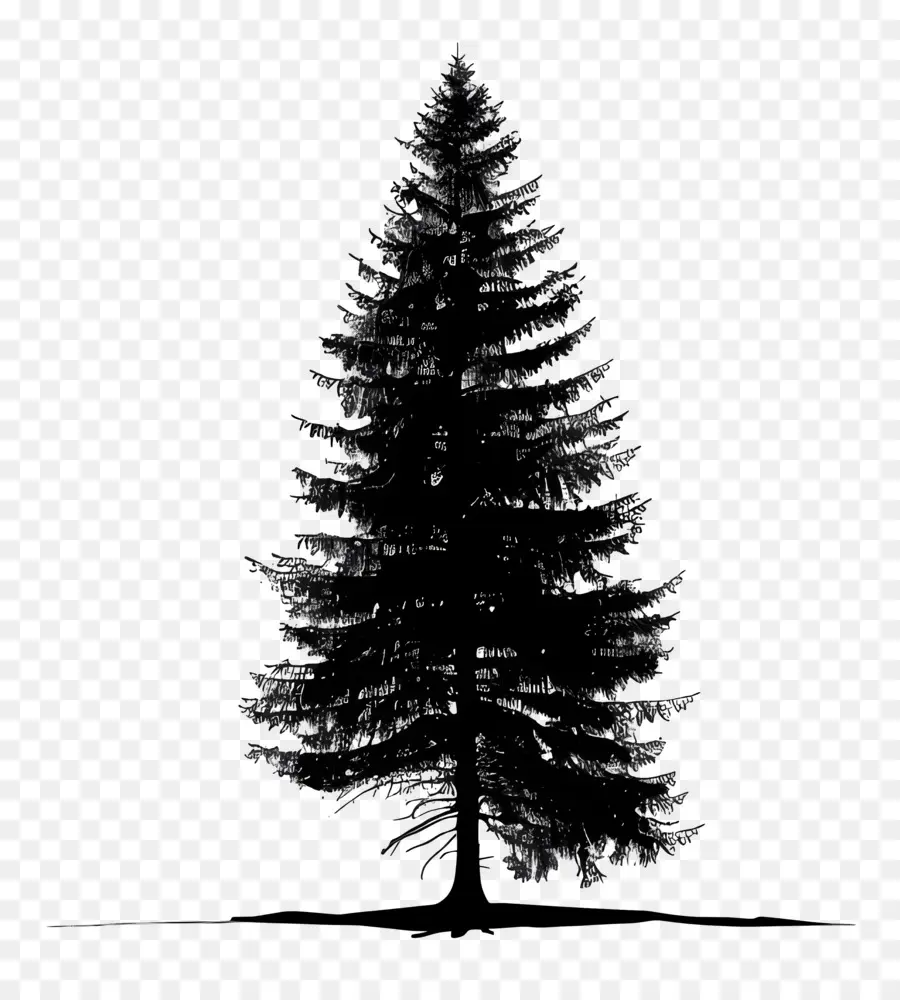 Pohon Pinus，Malam PNG