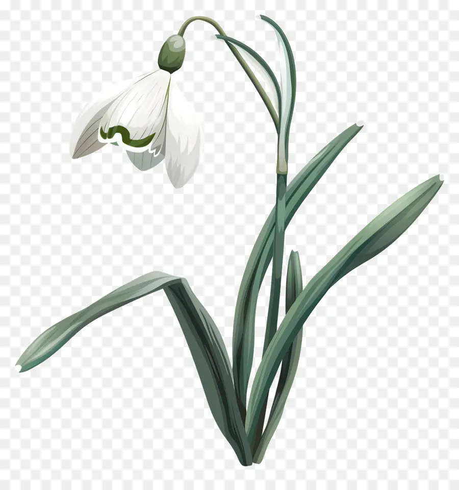 Bunga Snowdrop，Bunga Putih PNG