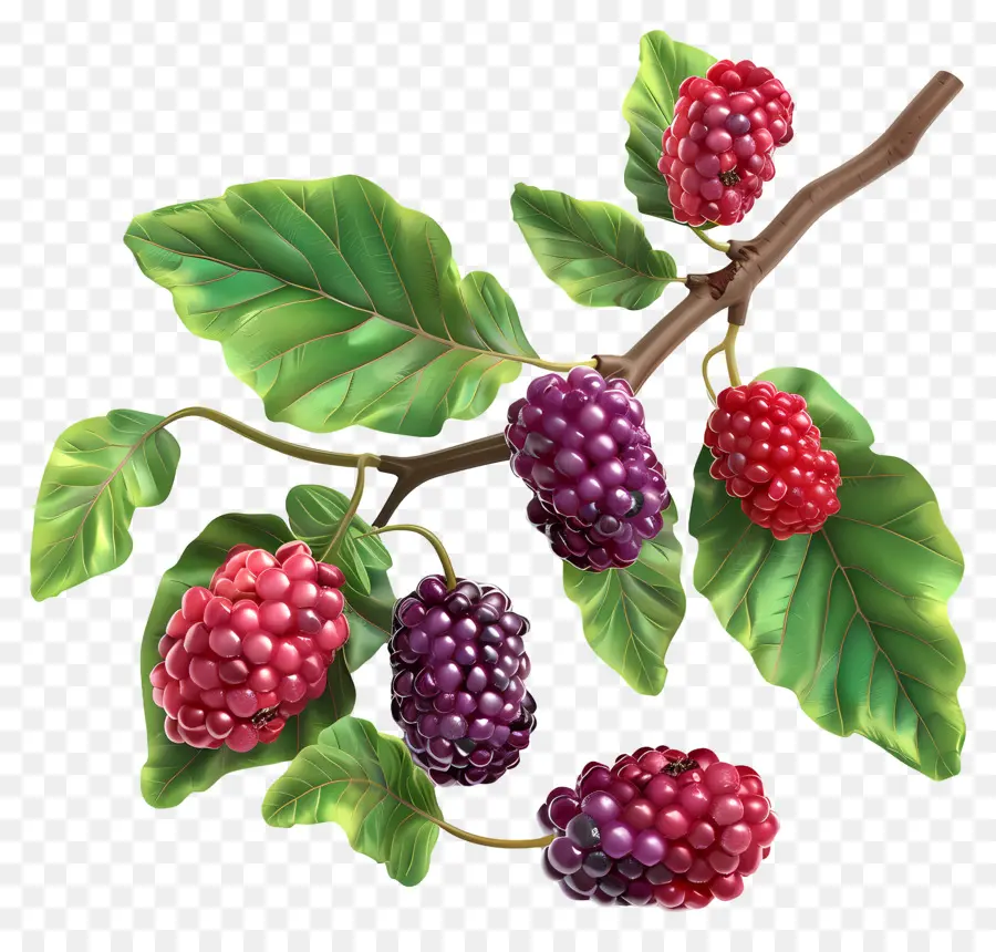 Murbei，Blackberry Bush PNG