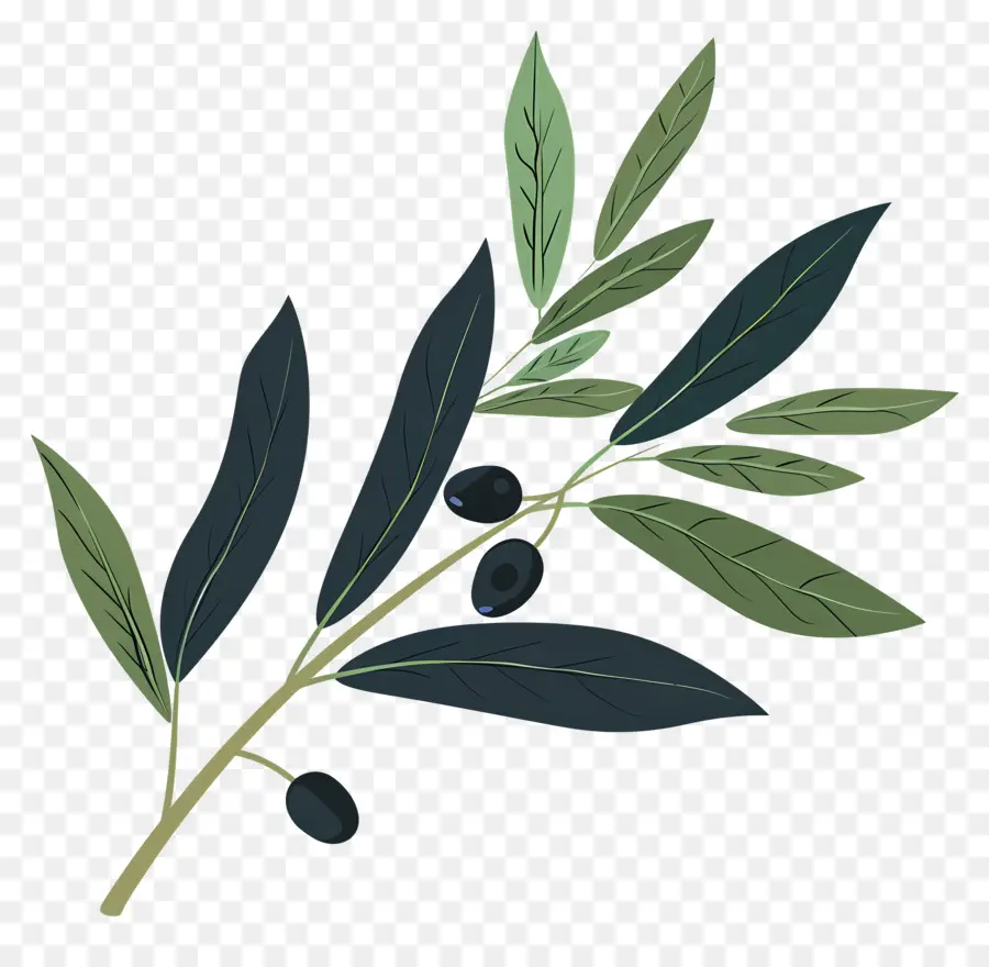 Olive Branch，Hijau Daun PNG