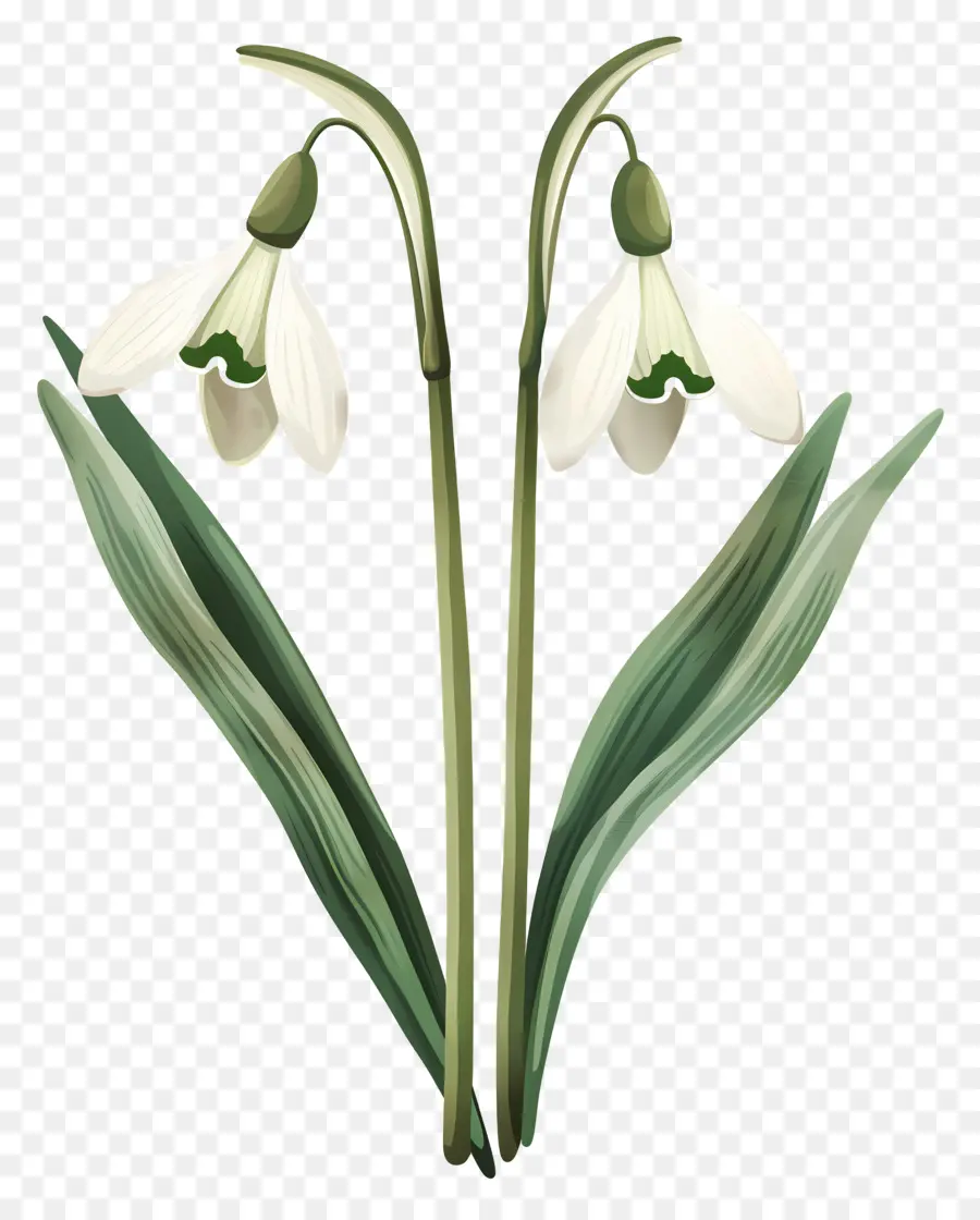 Bunga Snowdrop，Bunga Musim Semi PNG