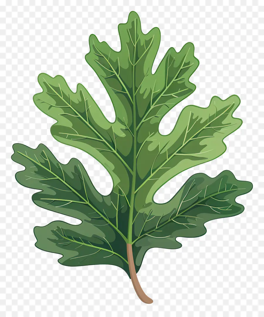 Daun Ek，Daun PNG