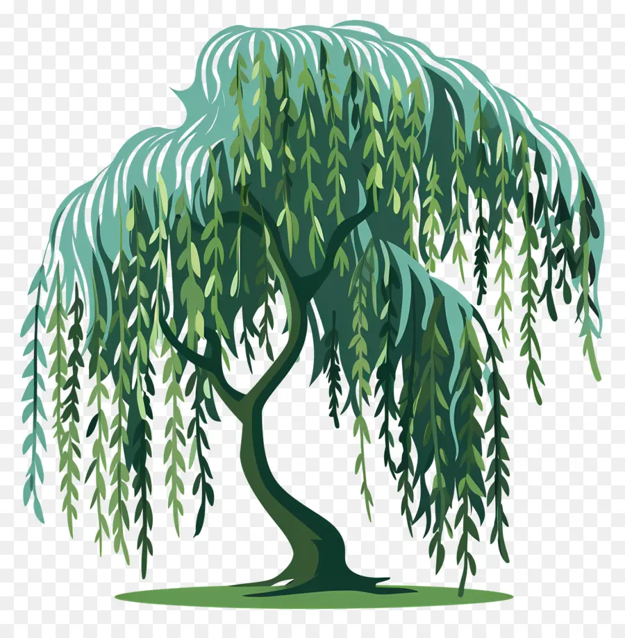 Willow Menangis，Menangis Pohon Willow PNG