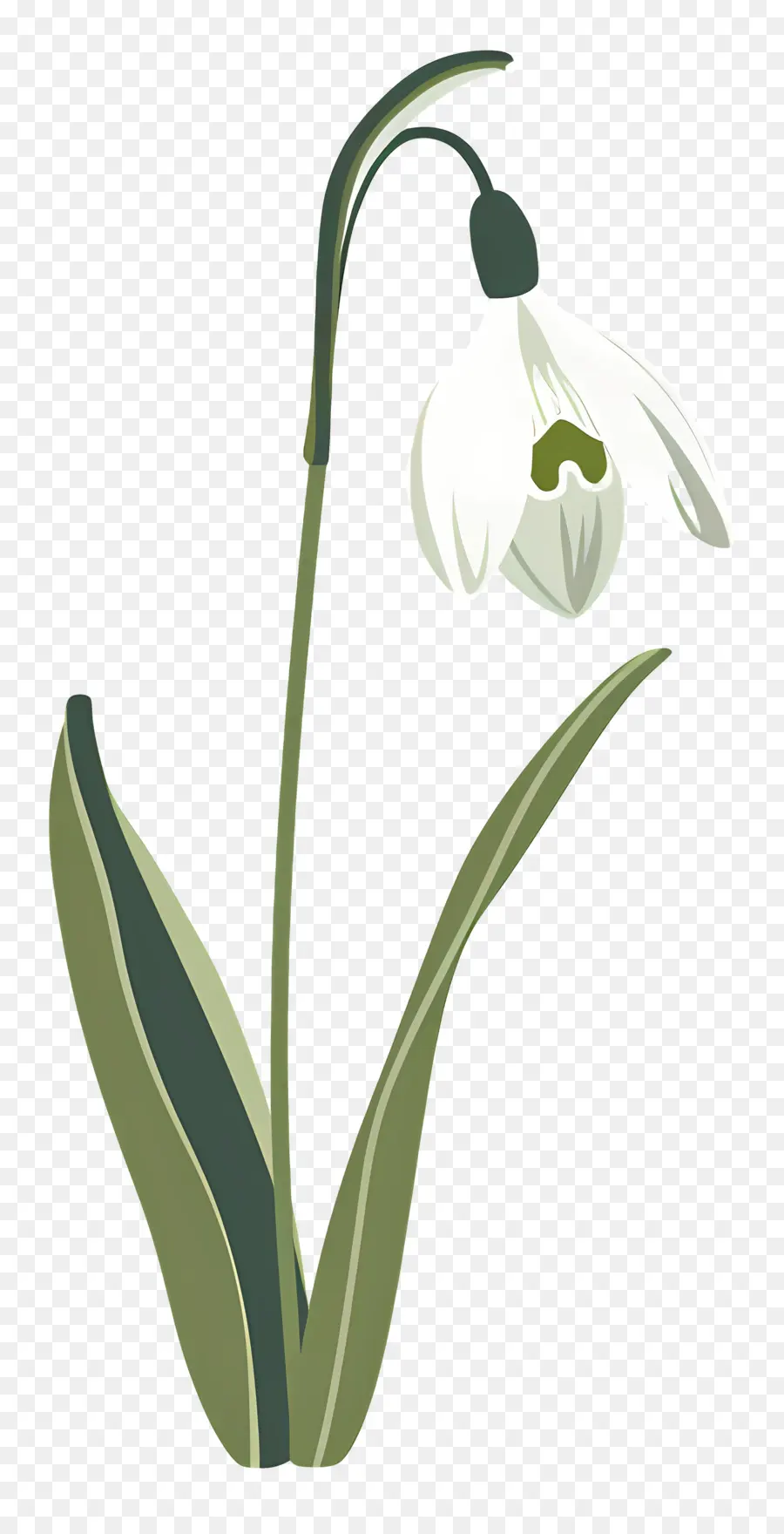 Bunga Snowdrop，Bunga Putih PNG