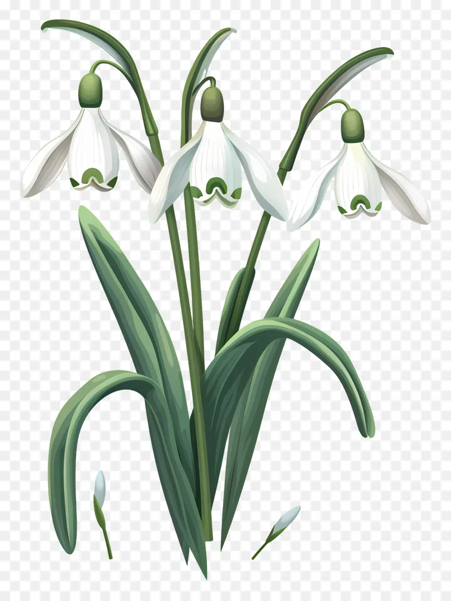 Bunga Snowdrop，Snowdrops PNG