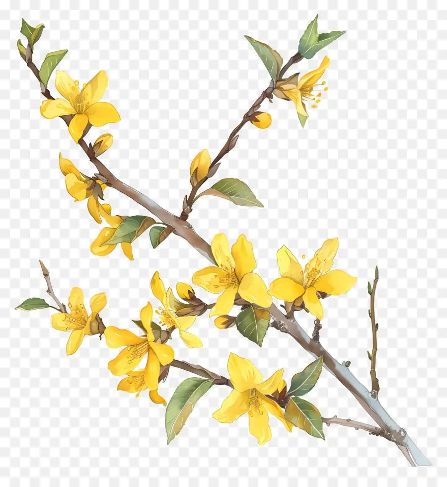 Forsythia，Pohon Buah Berbunga PNG