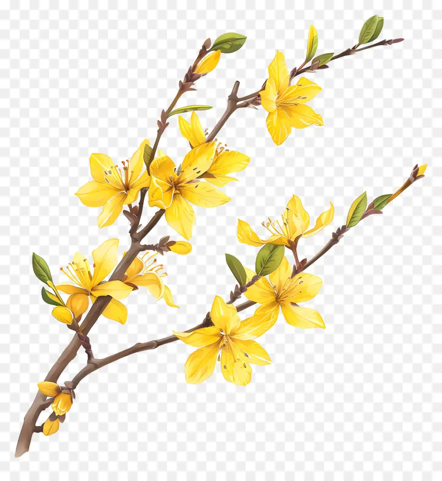 Forsythia，Bunga Kuning PNG