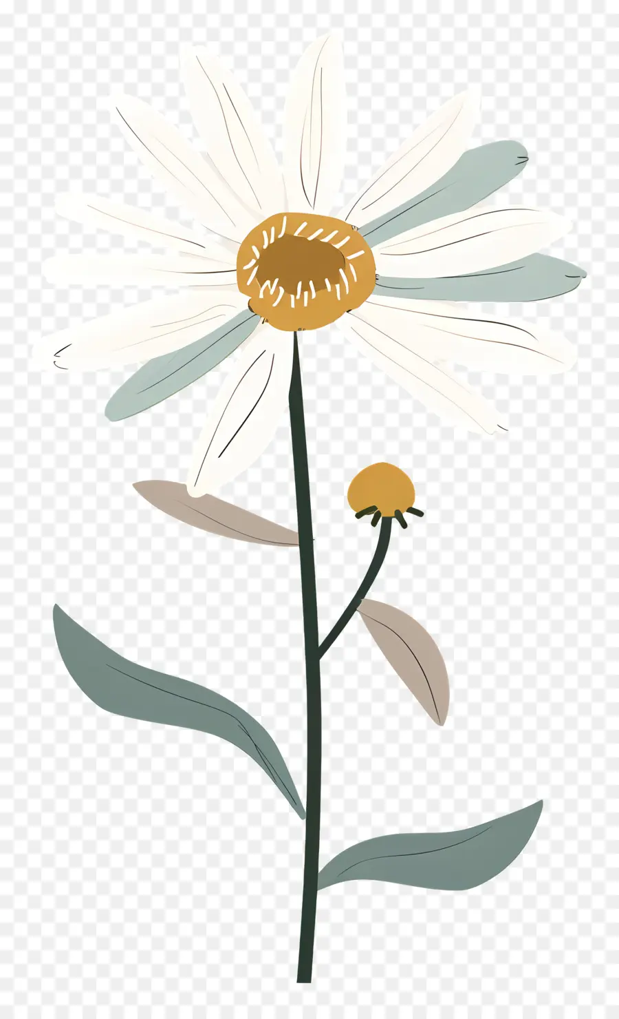 Daisy Putih，Bunga PNG