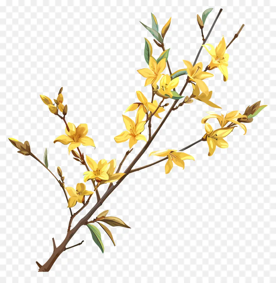 Forsythia，Bunga Kuning PNG