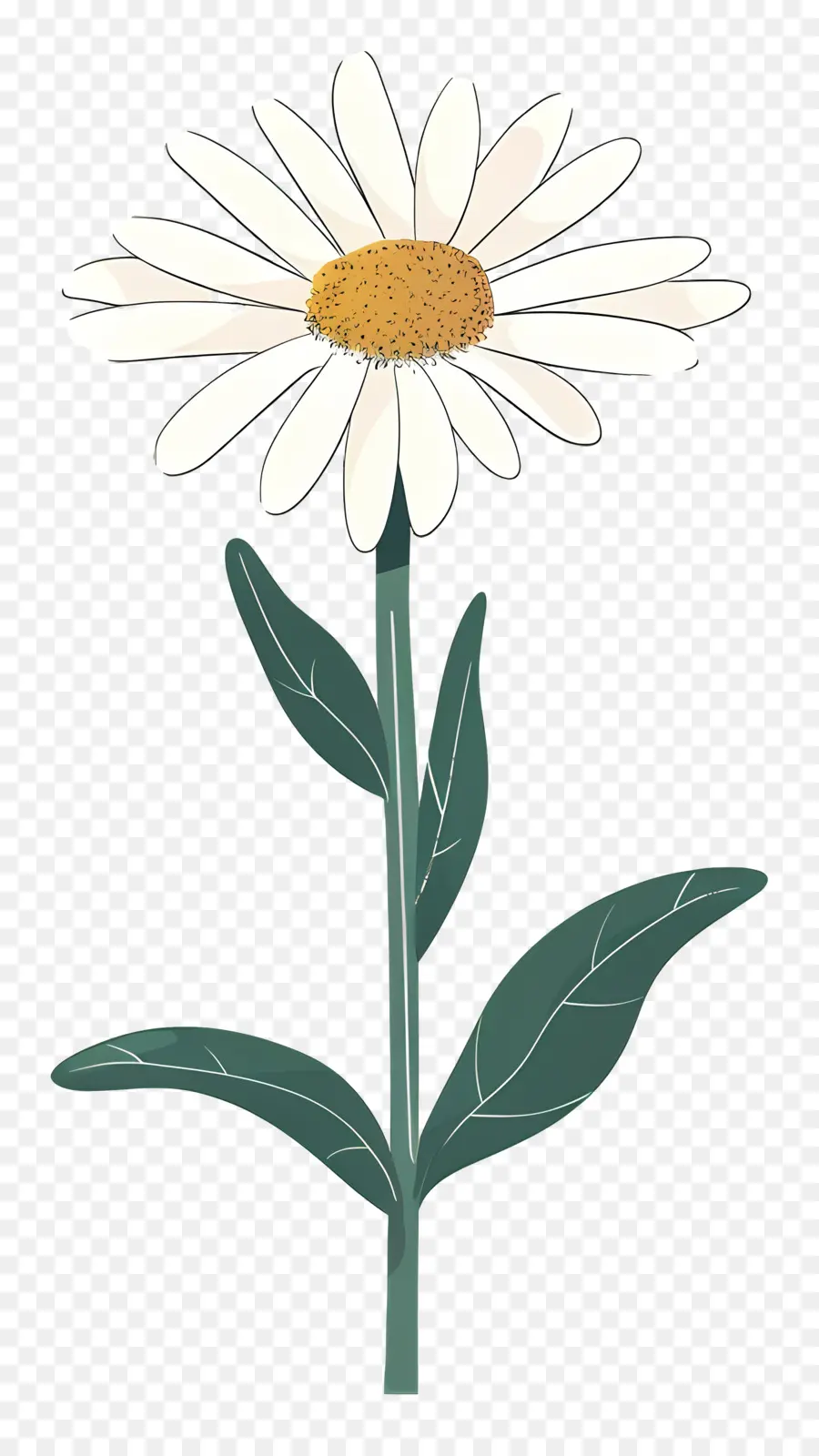 Daisy Putih，Bunga Daisy PNG