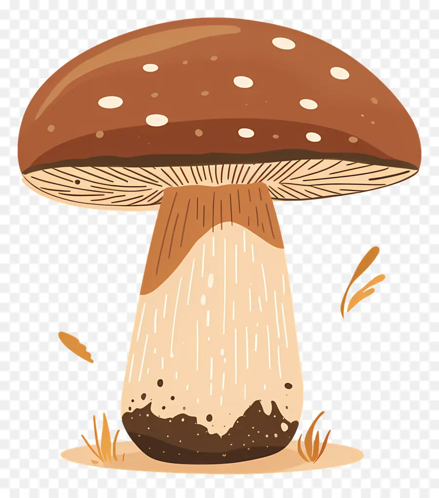 Jamur Boletus，Jamur PNG