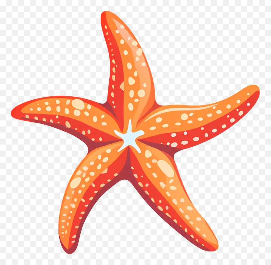 Bintang Laut，Terumbu Karang PNG