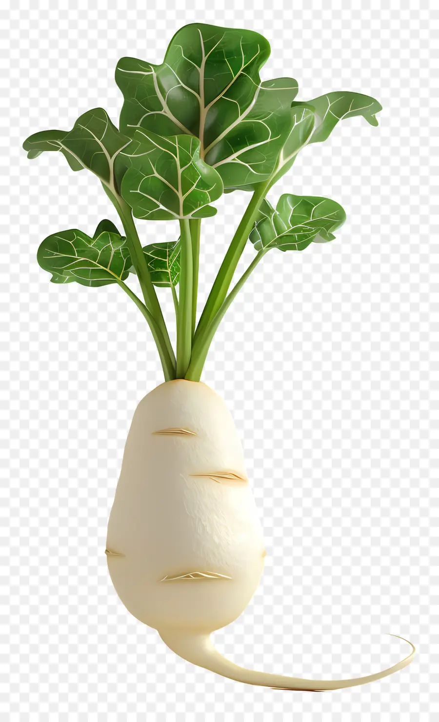 Lobak Daikon，Lobak PNG