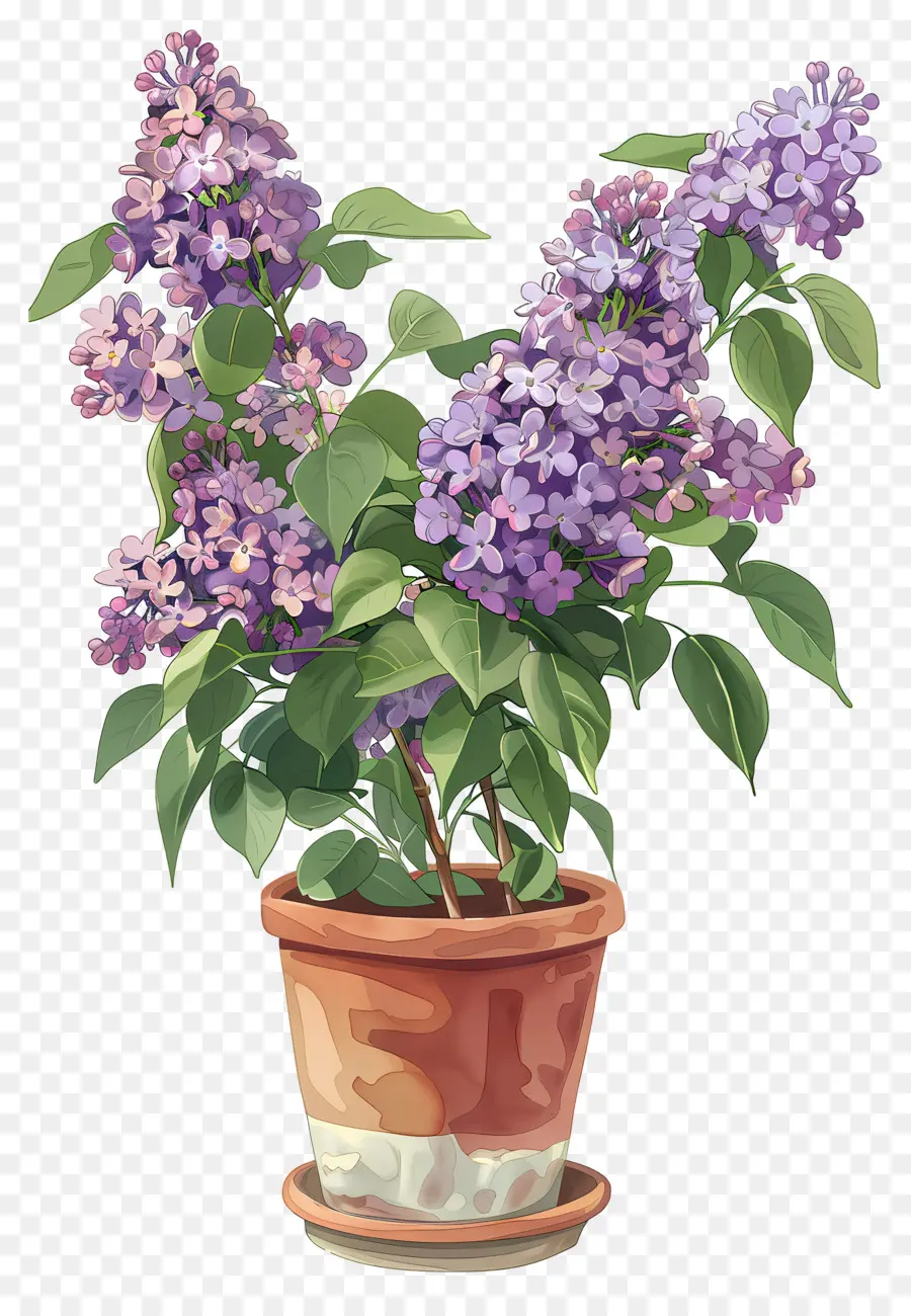 Bunga Ungu，Lilac Ungu PNG