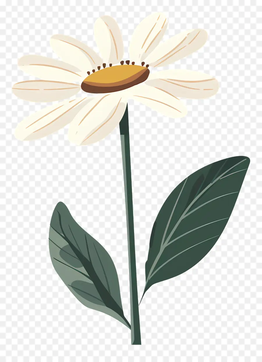 Daisy Putih，Daisy PNG