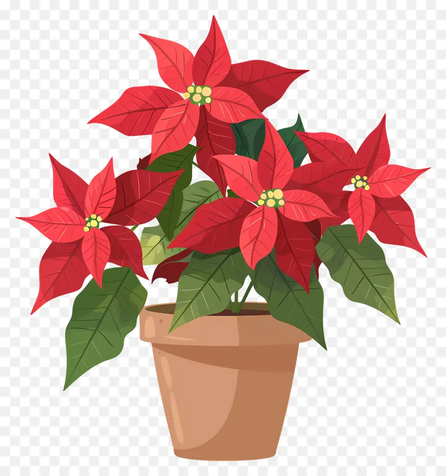 Poinsettia Dalam Pot，Tanaman Poinsettia PNG