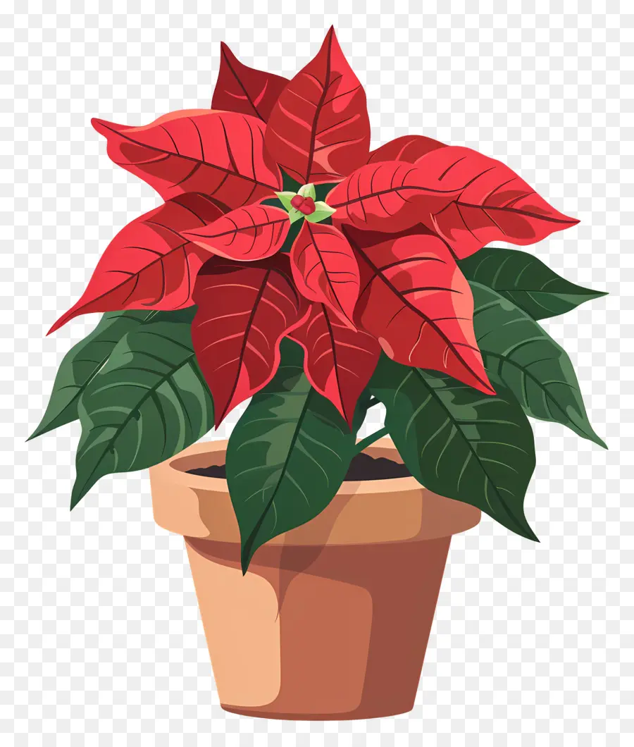 Poinsettia Dalam Pot，Poinsettia Merah PNG