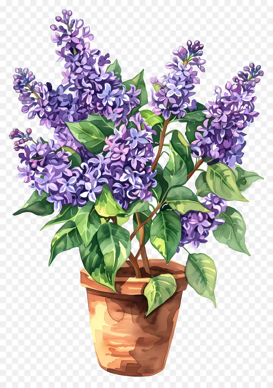 Bunga Ungu，Lilac PNG