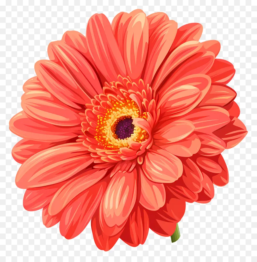 Bunga Gerbera Daisy，Bunga Merah Muda PNG