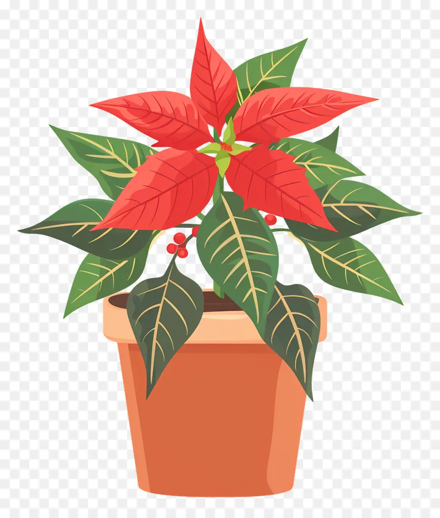 Poinsettia Dalam Pot，Tanaman Poinsettia PNG