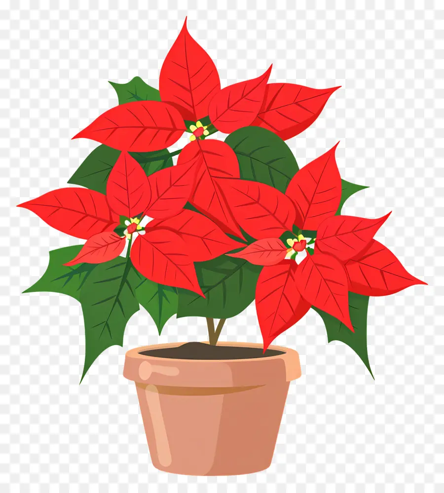 Poinsettia Dalam Pot，Poinsettia Merah PNG