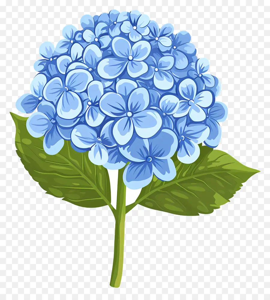 Bunga Hydrangea，Bunga Hidran Biru PNG