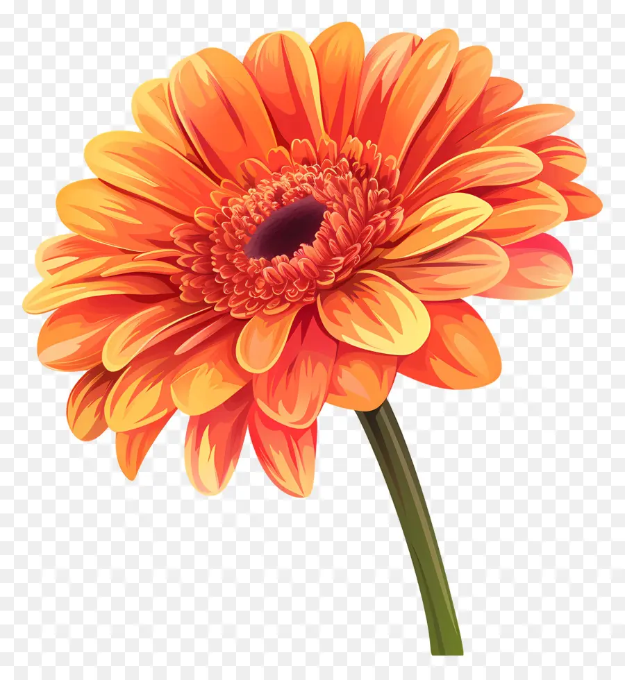 Bunga Gerbera Daisy，Jeruk Daisy PNG