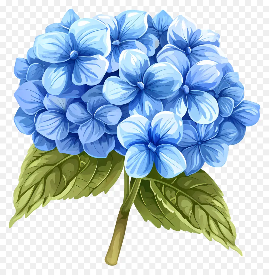 Bunga Hydrangea，Hydrangea Biru PNG