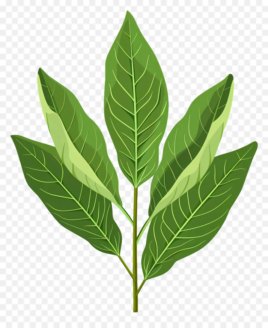 Daun Salam，Daun Daun PNG