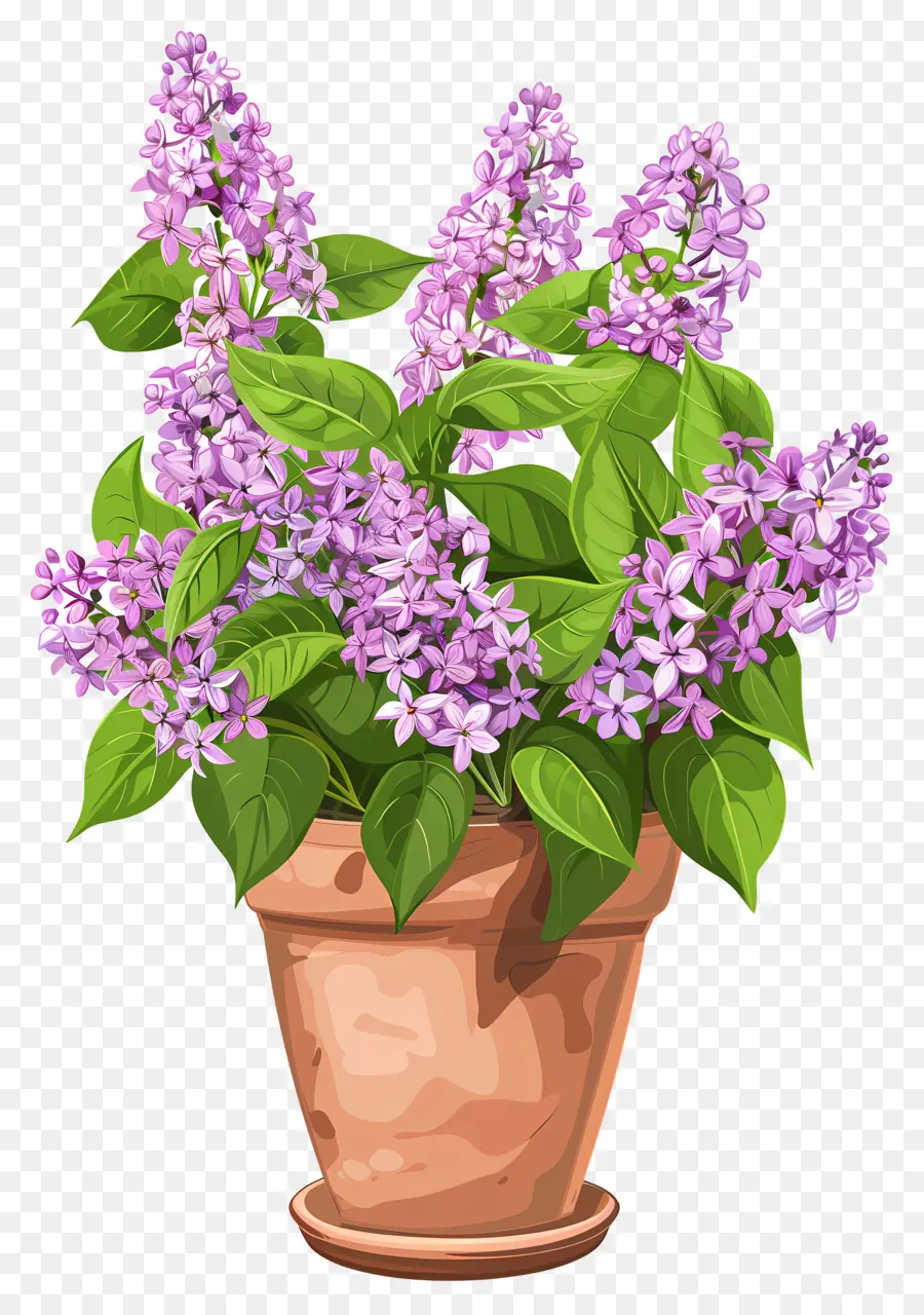 Bunga Ungu，Tanaman Lilac PNG