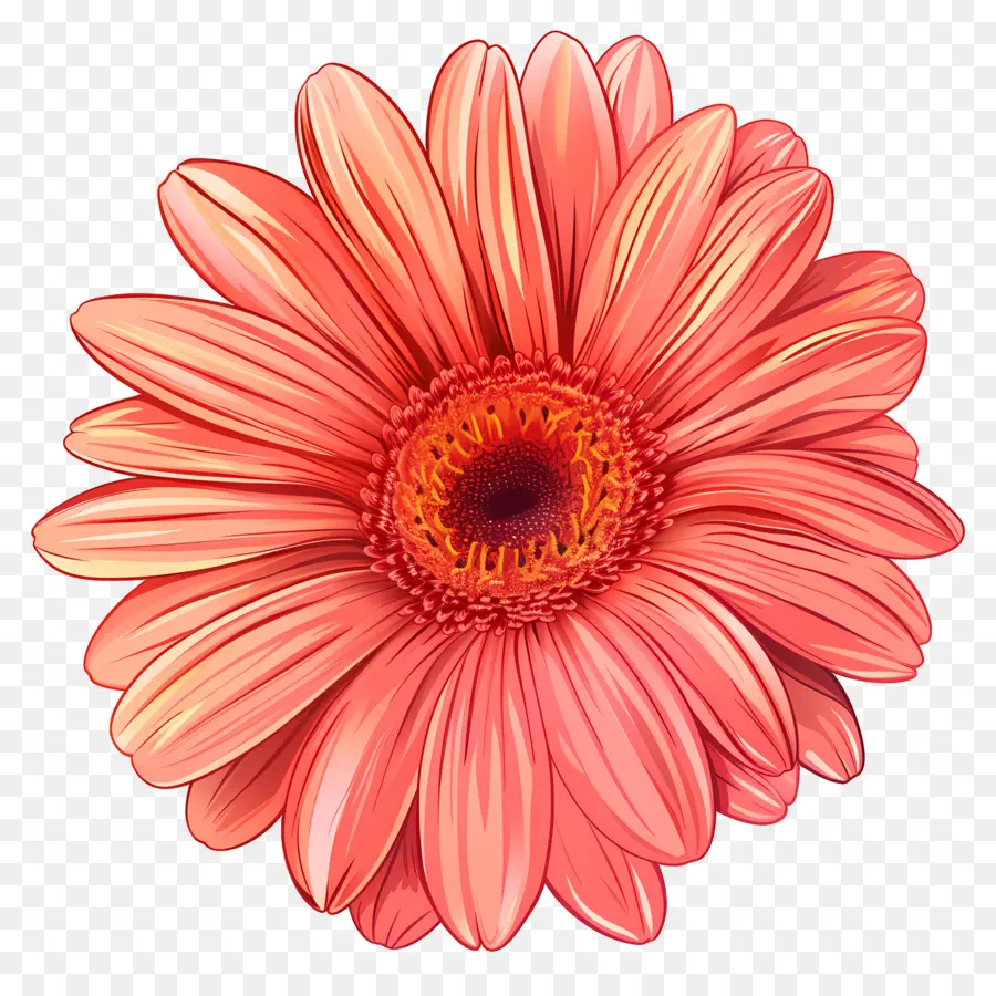 Bunga Gerbera Daisy，Bunga Merah Muda PNG